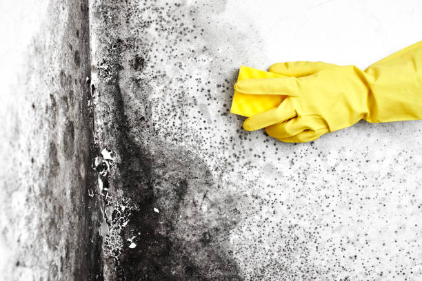 Best Mold Removal and Inspection  in Emory, VA