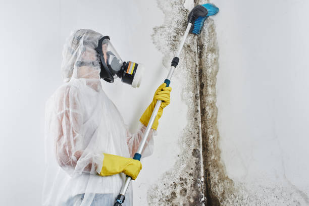 Crawl Space Mold Removal in Emory, VA