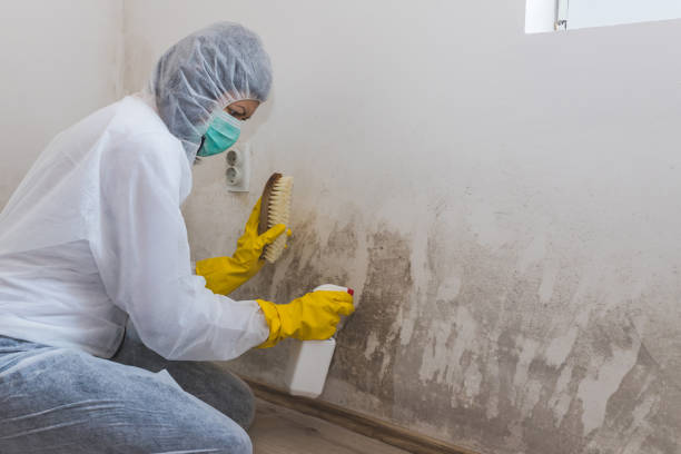 Best Best Mold Removal Companies  in Emory, VA