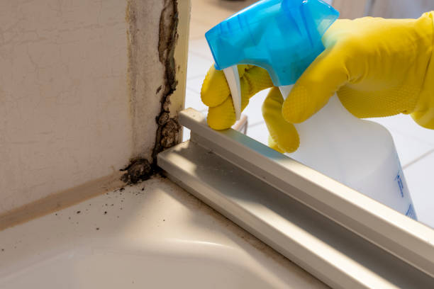 Best Emergency Mold Removal  in Emory, VA