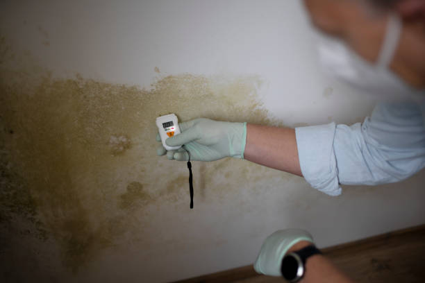 Best Black Mold Removal  in Emory, VA