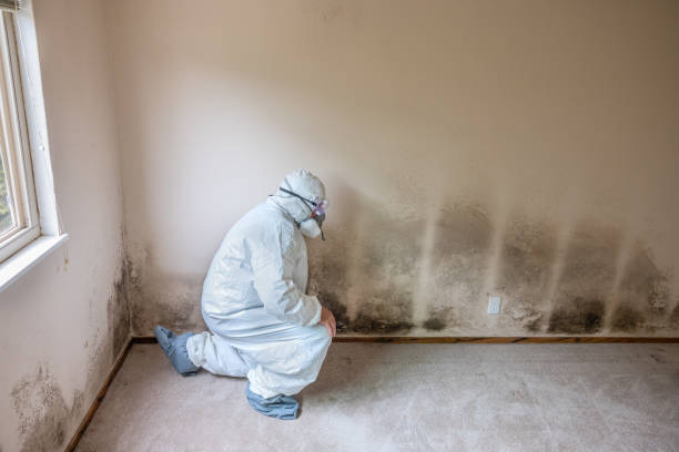 Best Commercial Mold Removal  in Emory, VA