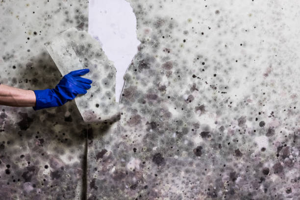Best Home Mold Removal  in Emory, VA