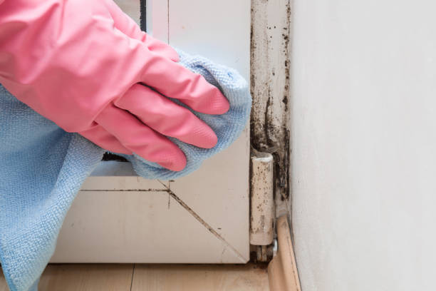 Best Crawl Space Mold Removal  in Emory, VA