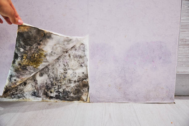 Best Certified Mold Removal  in Emory, VA